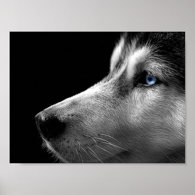 Poster Sibérien Husky Face (Devant)