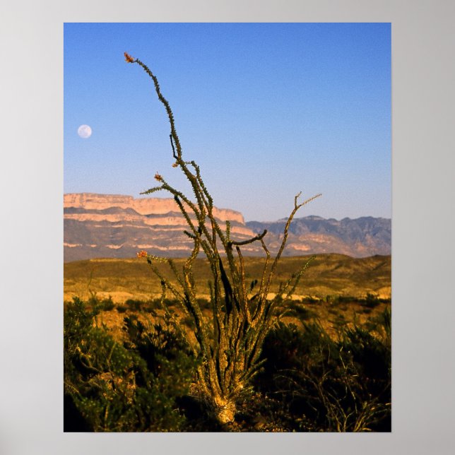 Poster Sierra del Carmen Octillo (Devant)