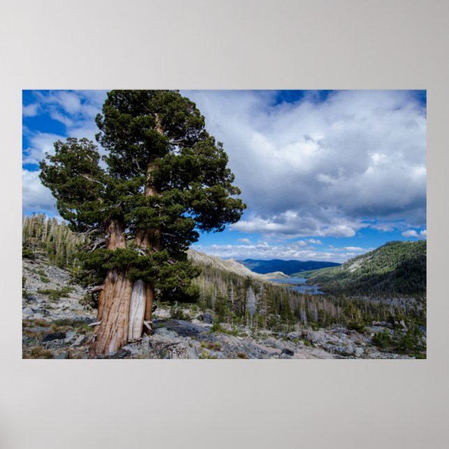 Poster Sierra Juniper et arbres À feuillage persistant 2 (Devant)