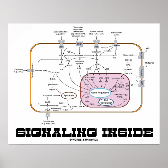 Poster Signalisation à l'intérieur (voies de transduction (Devant)