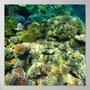 Poster Signé Corail de la Grande Barrière de Corail - #5