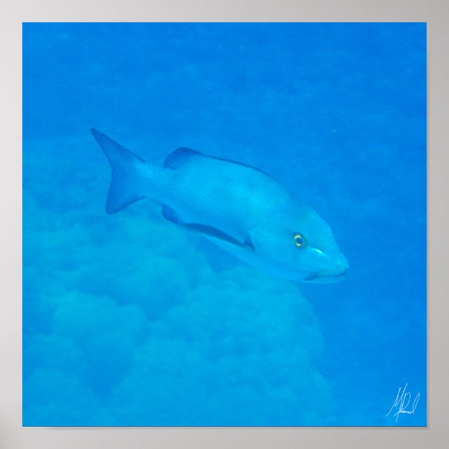 Poster Signé Great Barrier Reef Bohar Snapper Poisson (Devant)