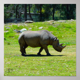 Poster Signé Taronga Western Plains Zoo Dubbo - Rhino