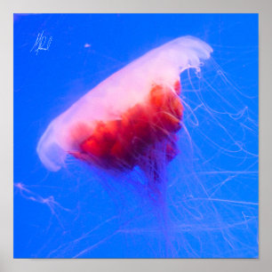 Poster Signed Red Jellyfish