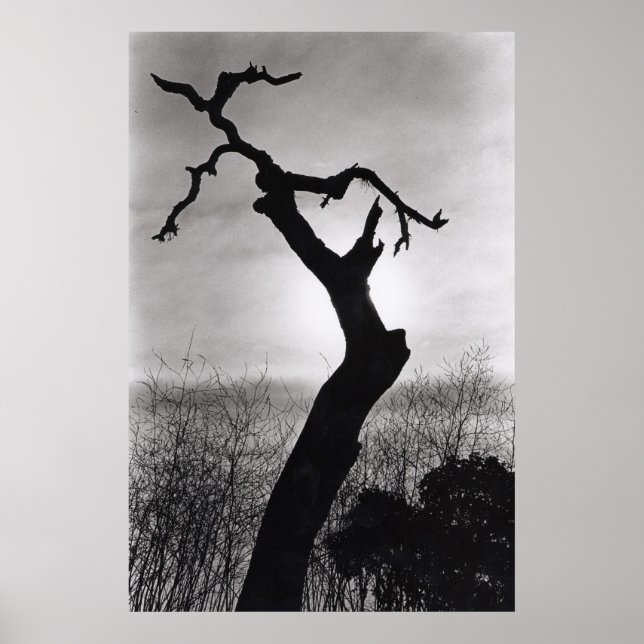 Poster sihlotte d'arbre (Devant)