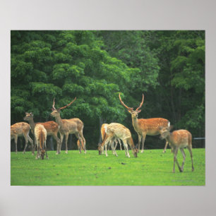 Poster Sika cerf debout dans une clairière