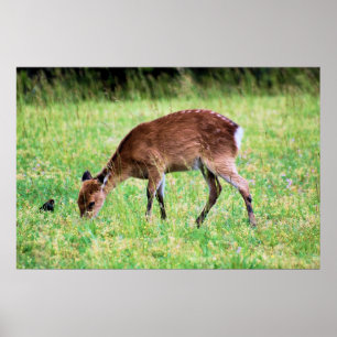 Poster Sika Deer