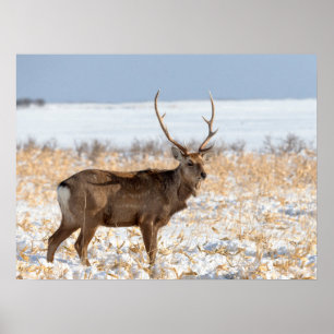 Poster Sika Stag dans un champ neigeux   Japon