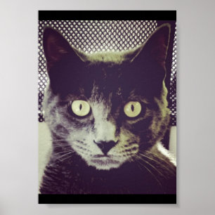 Poster Silent Kitty