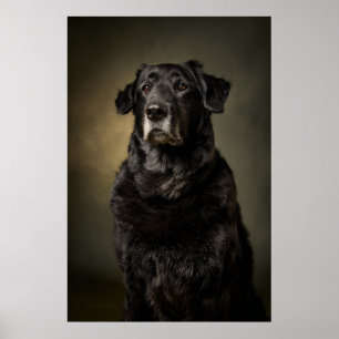 Poster Silhouette de chien élégant