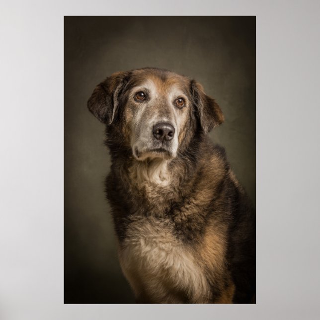 Poster Silhouette de chien élégant (Devant)