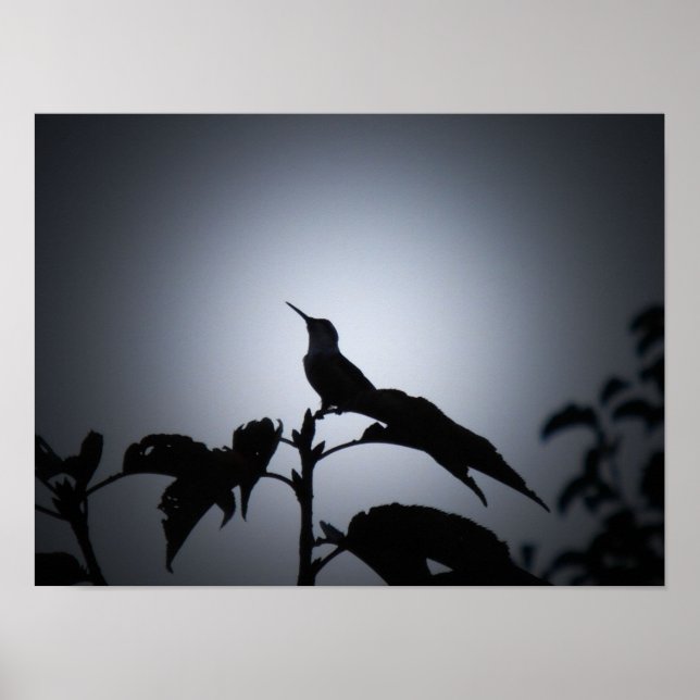 Poster Silhouette de colibri brillant (Devant)