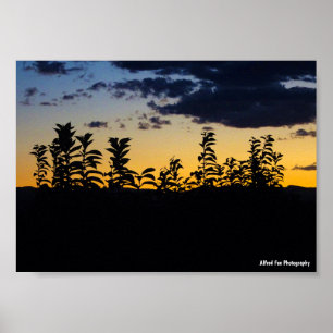 Poster Silhouette de feuilles la nuit