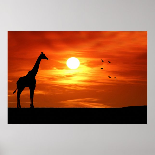 Poster Silhouette de girafe au coucher du soleil (Devant)