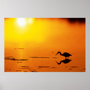 Poster Silhouette de héron au coucher du soleil, Floride
