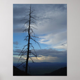 Poster Silhouette de l'arbre