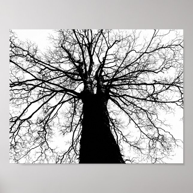 Poster Silhouette de l'arbre en noir et blanc (Devant)