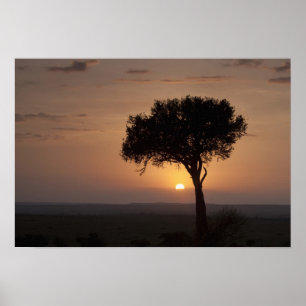 Poster Silhouette de l'arbre sur la plaine, Masai Mara 2