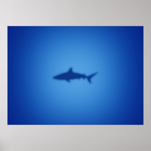Poster Silhouette de requin (Devant)