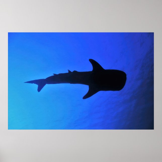Poster Silhouette de requin-baleine (Devant)
