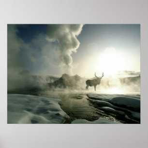 Poster Silhouette d'Elk au Castle Geyser