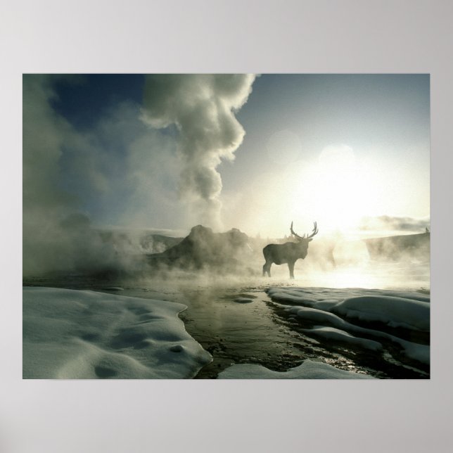 Poster Silhouette d'Elk au Castle Geyser (Devant)