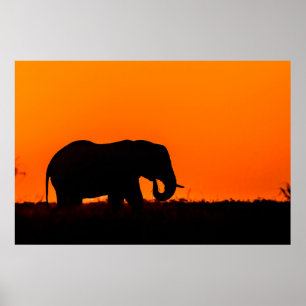 Poster Silhouette d'un éléphant au coucher du soleil