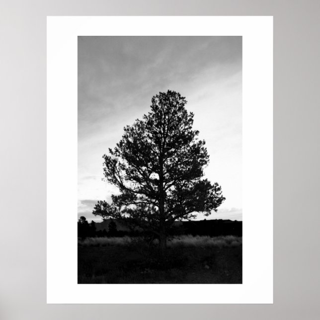 Poster Silhouette Pinyon Tree (Devant)