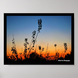 Poster Silhouettes de plantes d'été