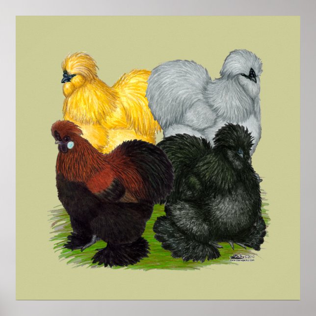 Poster Silkies : Coq Assortis (Devant)