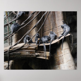 Poster Silver Langur Monkey Troop with Baby