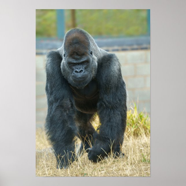 Poster Silverback en mouvement (Devant)