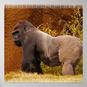 Poster Silverback Gorilla Photo Print