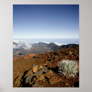 Poster Silversword sur le bord du cratère Haleakala de pr