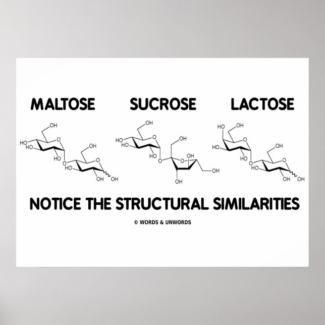 Poster Similitudes structurelles du maltose Sucrose Lacto (Devant)