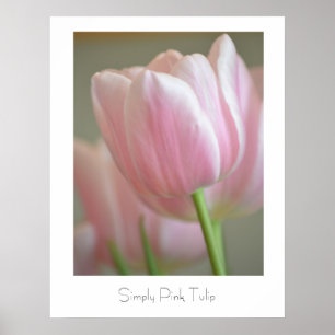 Poster Simply Pink Tulip