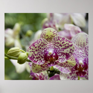 Poster Singapour (Sanskrit pour Lion City). National