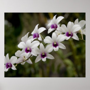 Poster Singapour (Sanskrit pour Lion City). National 2