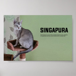 Poster Singapura Cat Breed