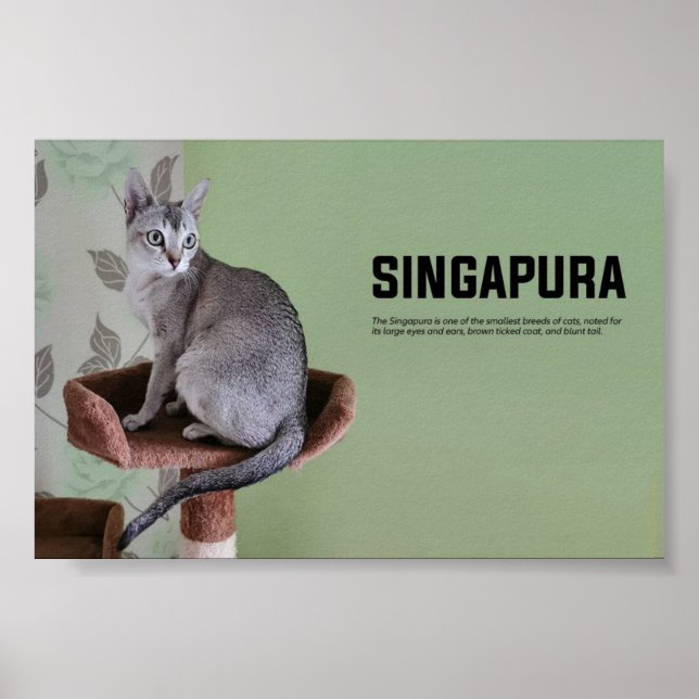 Poster Singapura Cat Breed (Devant)
