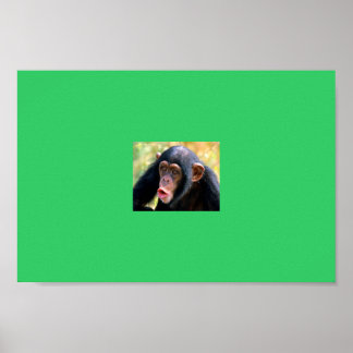 Poster singe