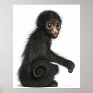 Poster Singe à tête rouge - Ateles paniscus (3