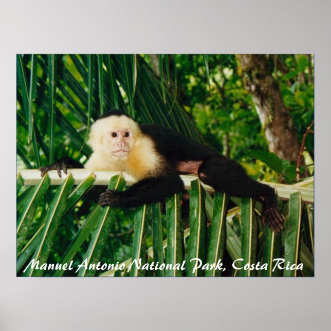 Poster Singe à visage blanc Costa Rica (Devant)