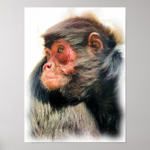Poster Singe araignée