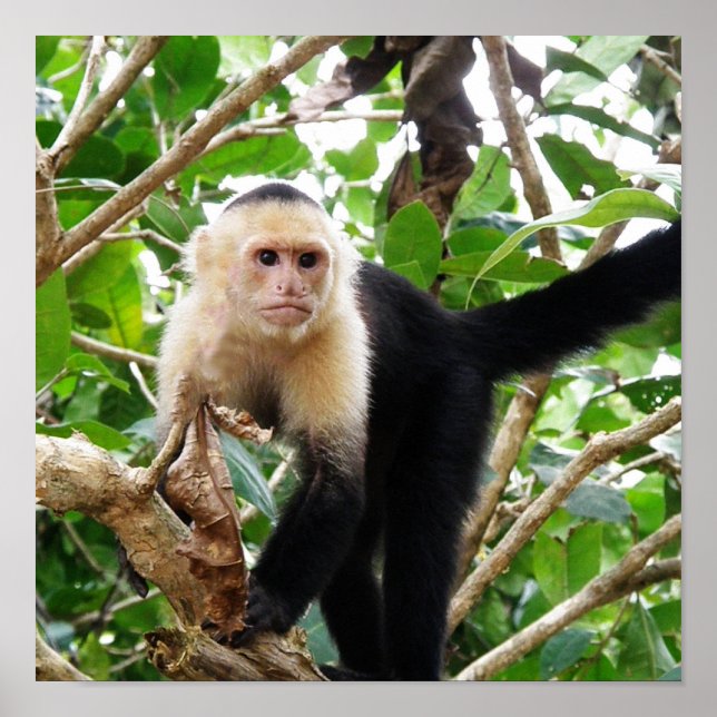 Poster Singe au Costa Rica (Devant)