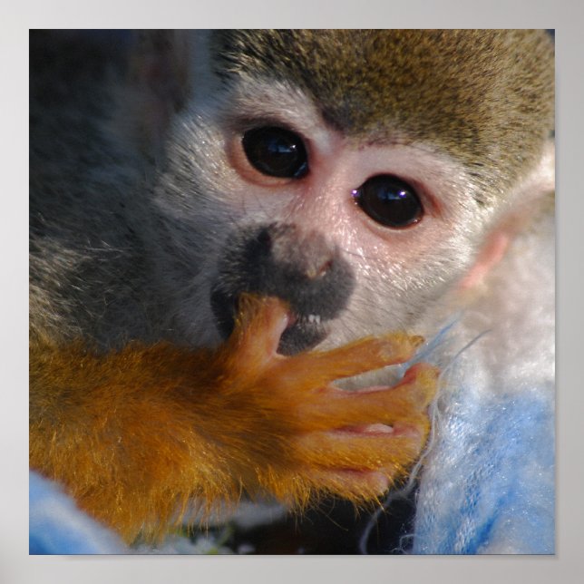 Poster Singe Bébé mignon Secouru (Devant)