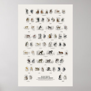 Poster Singe - Bibliothèque du naturaliste