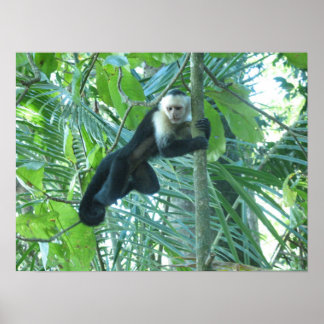 Poster Singe capucin