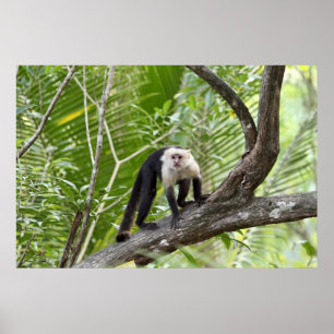 Poster Singe dans la jungle