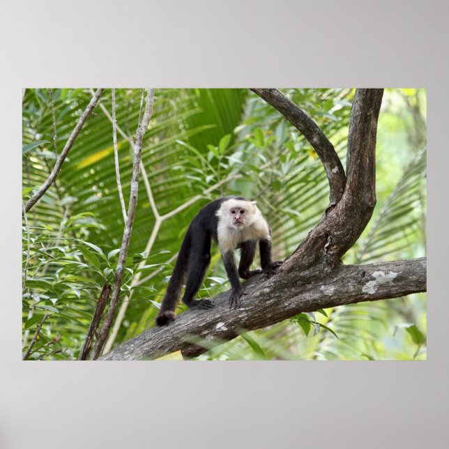Poster Singe dans la jungle (Devant)